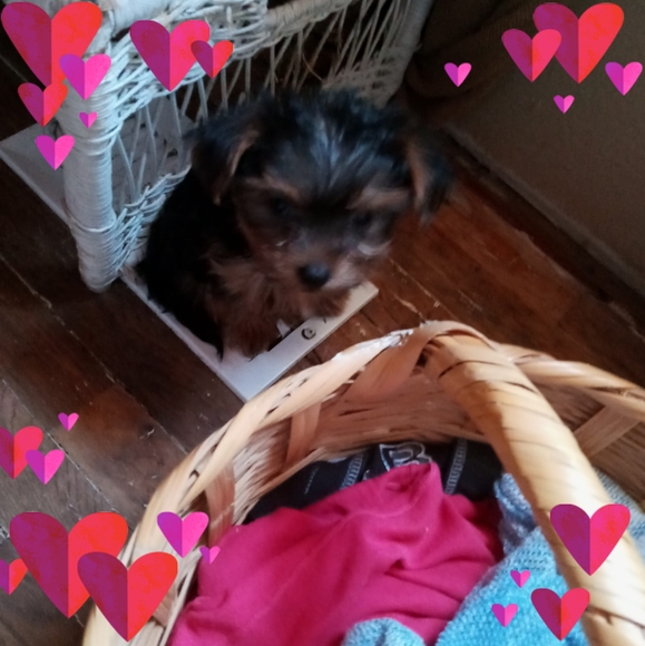 minniyorkie
